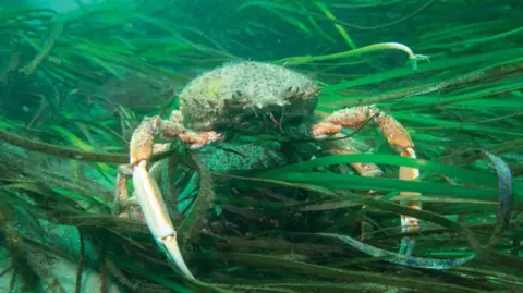 Sue Daly/La Société Sercquaise A crab with long orange claws and a pale green shell is amongst bright green thin-leafed seaweed.