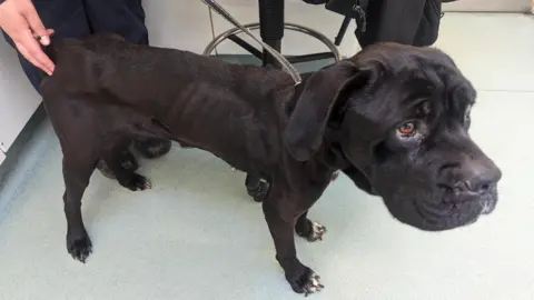 A dark brown dog stands in a vet room being examined. It is malnourished, with its ribs visible. A person is standing to the left back side of the dog, examining it.