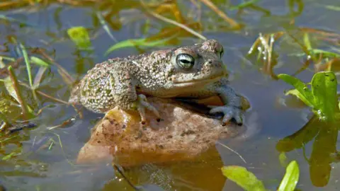 A natterjack toad sits on a rock in a pool of water with some plant life around it