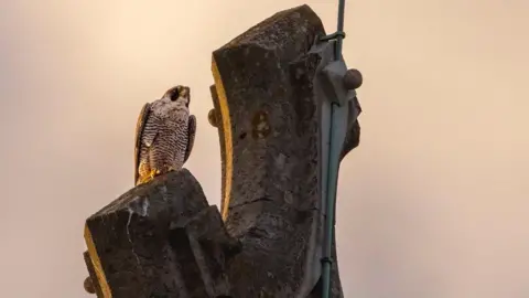 Patrick Wainwright Peregrine falcon perched on a cross at sunset on St Albans Cathedral