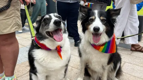Two black and white dogs with rainbow-coloured bandanas around their necks. Around them are several people. 