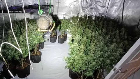 Nottinghamshire Police Cannabis plants recovered by police from Mansfield Woodhouse property
