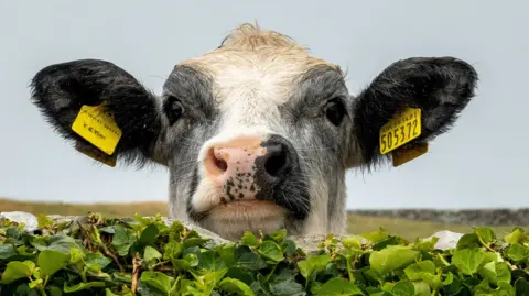 The head of a black and white cow popping up from behind a hedge