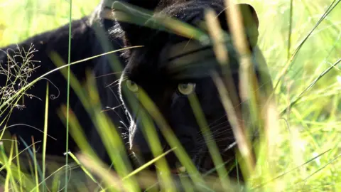 A close-up shot of a black leopard between blades of tall grass. 