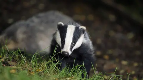 PA Media A badger, looking directly at the camera across an area of grass