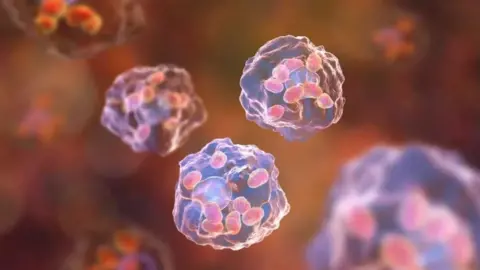 Getty Images A magnified view of cells travelling through a body. They are irregular, popcorn-shaped spheres. 