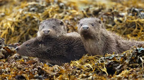 Neil Lazenbury Three wet otters are huddled together among seaweed on the ground. Two of them are looking behind the camera and one is looking to the left of the picture.