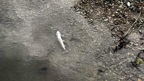 Dead fish in River Alyn