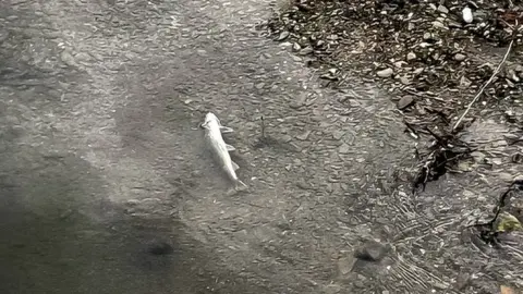 Dead fish in River Alyn