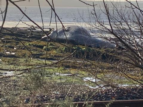 The whale was discovered on Culross beach