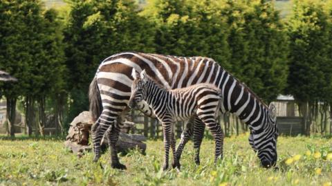 Maneless zebra with its mother in a field at the wildlife park