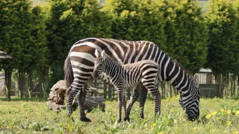 Peak Wildlife Park Maneless zebra with its mother in a field at the wildlife park