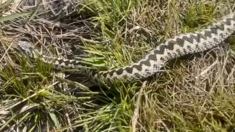 An adder in the grass