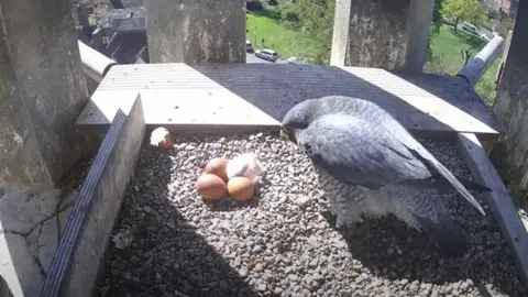 Worcester Cathedral A falcon looks at an egg hatching in the nest with three others next to it.