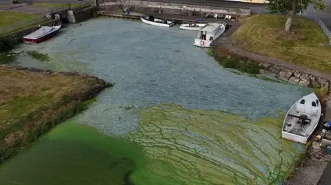 PA Media Blue-green algae at Battery Harbour on Lough Neagh near Cookstown in Co Tyrone.