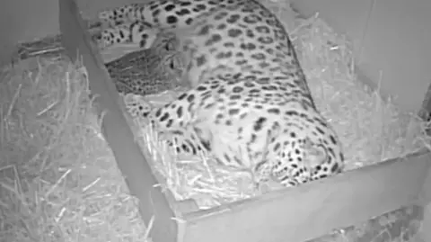 Colchester Zoo CCTV footage of a mum leopard with her cubs at the zoo. The image is in black and white because it has been captured on CCTV