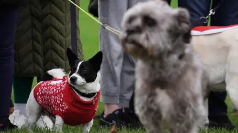 A small grey dog stands in front of the camera out of focus, behind it is a small black and white dog wearing a red jumper. There are people's legs stood around them.