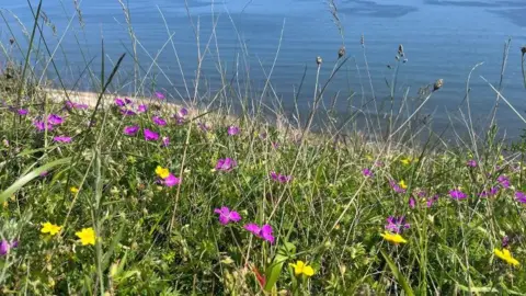 Grassland in the foreground dotted with purple and yellow flowers, with blue sea in the background