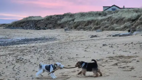 Rebecca Mellon Two terrier dogs wrestling over a stick on a beach strewn with seaweed, below a pink tinted sky with the rooftop of a small house visible over some sand covered dunes in the background