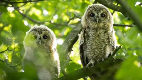 Hayden Baines Two tawny owlets sit on a branch. They are light-brown coloured and have fluffy feathers. There are green leaves shielding them. 