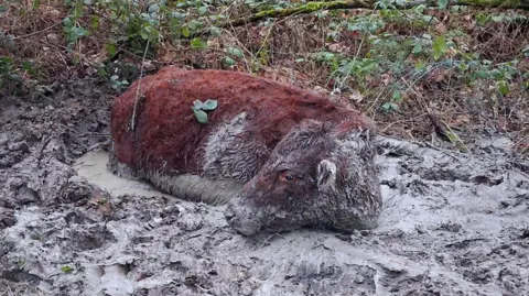A brown cow is trapped in a pit of mud. The mud is as high as the cow's underbelly, and the cow has mud covering its face and flanks. In the background there are brambles and tree branches. 