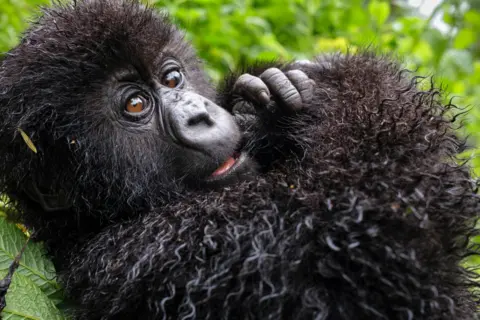 Silverback Films/Ben Cherry via PA A baby gorilla lies down on a tree.