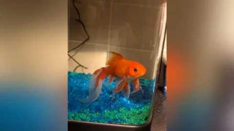 Lynch Family Goldfish peeks out of their aquarium. At the bottom of the tank he has blue and green stones. He is bright orange and has black eyes. Some of its fins are orange and some are transparent.