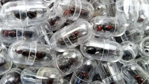 Garden ants each individually packed in test tubes