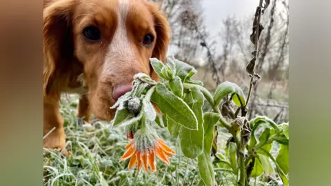 BBC Weather Watchers/Bettys Hot Spot A dog sniffs some flowers