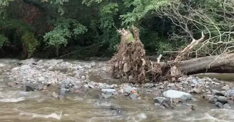 Family picture River Aber with a telephone line seen emerging from the tree line behind the river, and in the foreground, a fallen tree which came down during the flooding