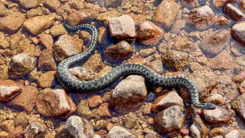 Chris Ormiston A beautiful snake half submerged in water. There are brown stones at the bottom.