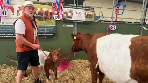 A farmer in black shorts, a short-sleeved white shirt and a wide-brimmed hat stands with a cow and its calf on a leash. A sign in the background identifies the breed as Sheeted Somerset Cattle. The calf is looking directly at the camera.