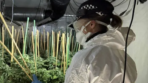 A police officer is standing in a room full of cannabis plants. She is wearing goggles and a mask and has on white overalls