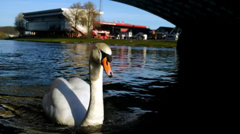PA Media A swan on the River Trent in front of Nottingham Forest's City Ground
