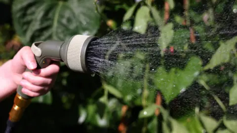 A stock shot of a hand holding a hosepipe which is spurting water onto a hedge.