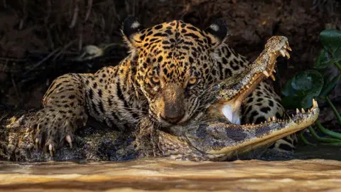 Ian Ford A jaguar with its teeth around the neck of a caiman on the edge of a river