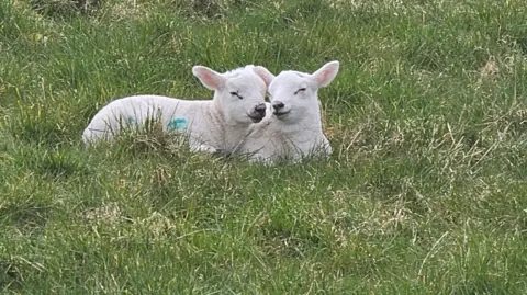 Two small white lambs lying close together in long green grass, appearing relaxed and nestled side by side.