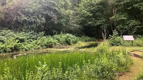 Risley Moss in Birchwood showing part of the ancient wetlands which is part of the new nature reserve. Shows trees, shrubs and trees.