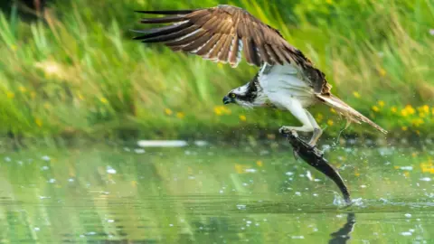 Richard Coulstock The osprey is using its wings to lifting a fish from the water. 