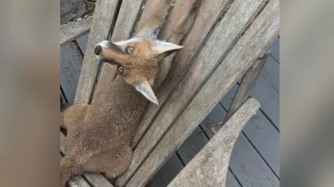 A fox cub looks at the camera and her front paws are between the slats of a large wooden garden chair she is sitting on