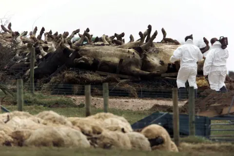 Owen Humphreys / PA Media Dozens of dead cows are upturned and piled on the top of hay bales. There are two people in white hazmat suits and wellies looking on. In the foreground, beyond a wire and wooden-poled fence, there is a similar pile of dead sheep.