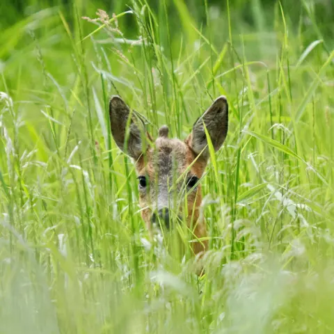 Gerry Macdonald A roe deer hiding in long grass, looking in the direction of the camera.