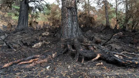 FLS Charred pine tree trunks and ground at Glenmore.