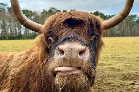 Elena Reid A Highland Cow with its tongue out, and trees in the background.