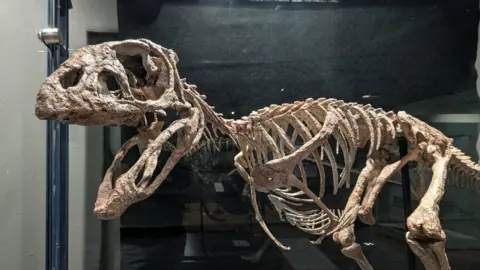 The replica of the Berthasaura leopoldinae on display in Moyse's Hall Museum. It is supported by a black pole and it sits inside a glass display cabinet.