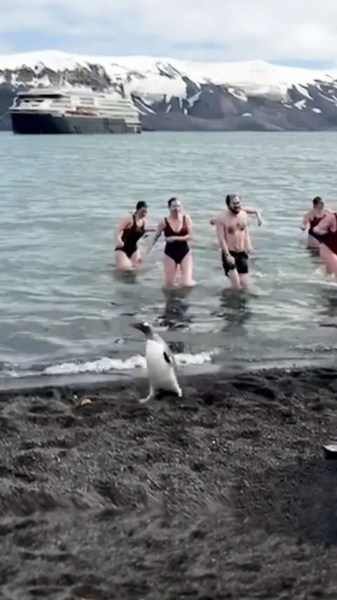 Penguin walks along beach infront of a group of people in swimming suits coming out of the water