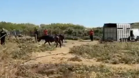 Steve Briers horses stand outside in the heat with a horse box waiting to take them to safety.