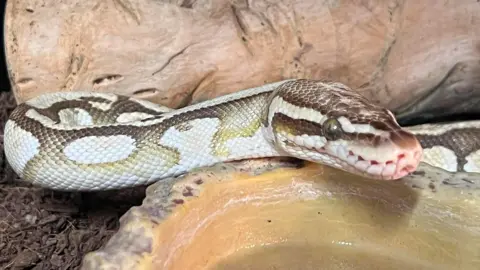 Shannon Furey A snake is by a water bowl in a terrarium. It is looking up and at the camera.