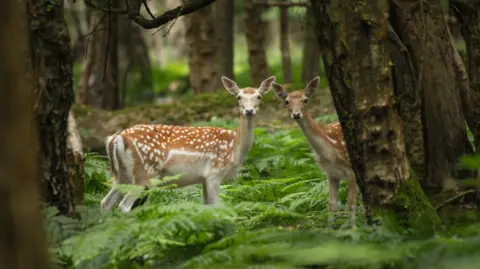 Two fallow deer in a woodland looking straight into the camera