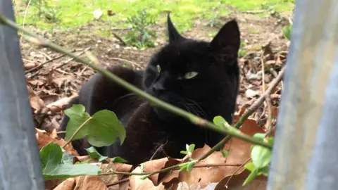 Tamar Feast A view of George resting in some leaves.